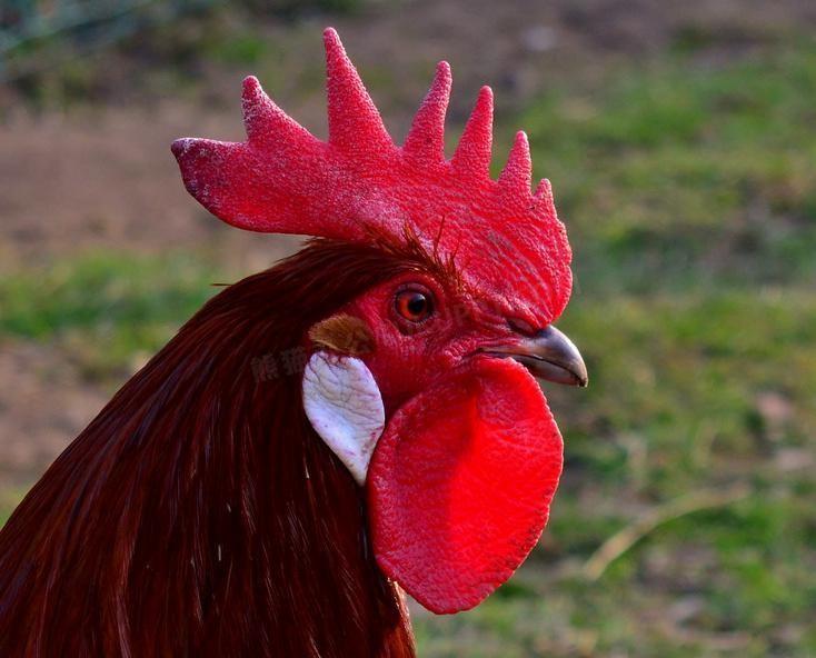 ヒアルロン酸ナトリウム